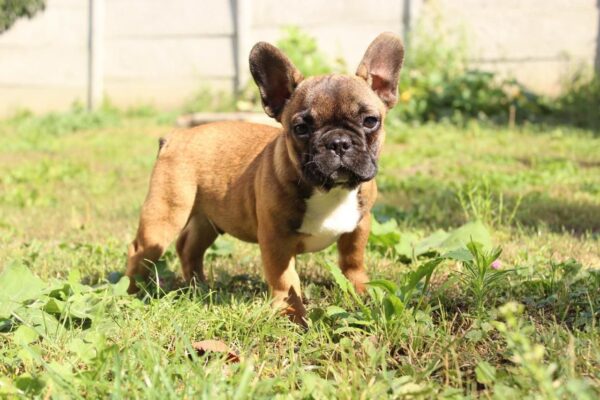Risher French Bulldog Risher French Bulldog