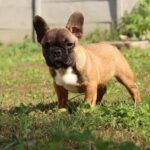 Risher-male-French-Bulldog-puppy-for-sale-6