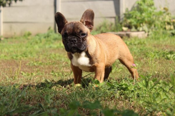 Risher French Bulldog Risher French Bulldog