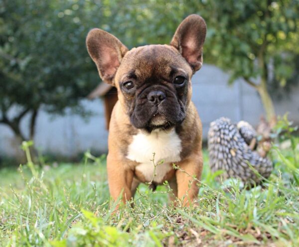 Risher French Bulldog Risher French Bulldog