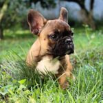 Gemma French Bulldog
