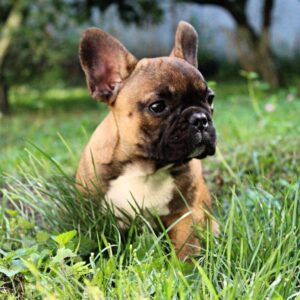 Risher French Bulldog