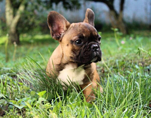 Risher French Bulldog Risher French Bulldog