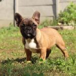 Risher-male-French-Bulldog-puppy-for-sale-9