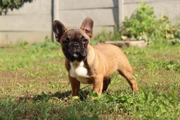 Risher French Bulldog Risher French Bulldog