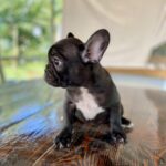Forest French Bulldog