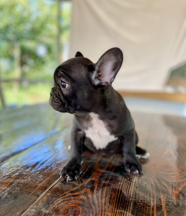 Rococo French Bulldog Rococo French Bulldog