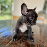 Rococo-female-french-bulldog-puppy-for-sale-1 (2)