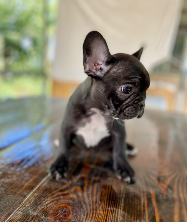 Rococo French Bulldog Rococo French Bulldog