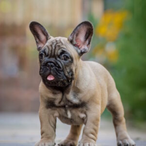 Ronnie French Bulldog