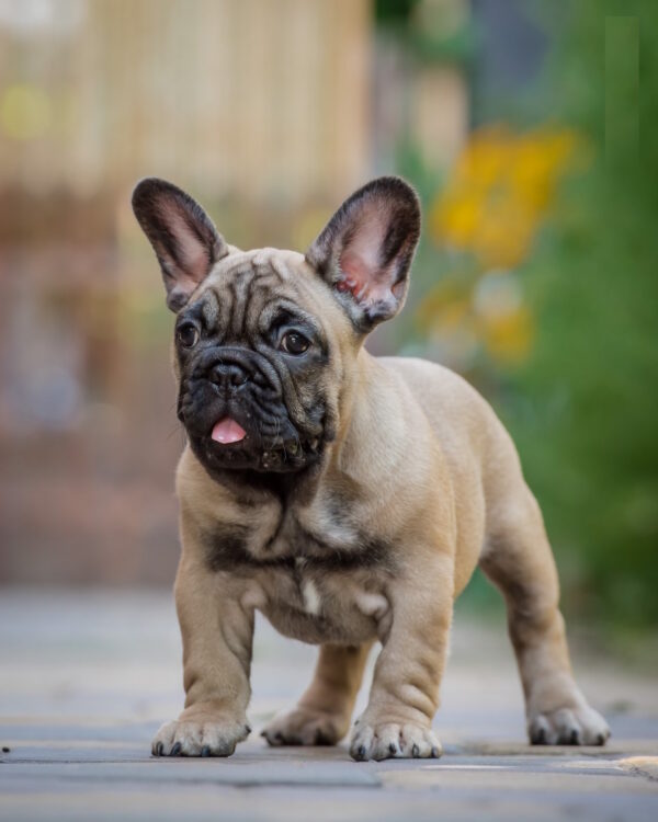 Ronnie French Bulldog Ronnie French Bulldog
