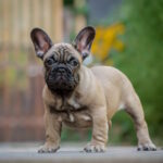 Lyolik French Bulldog
