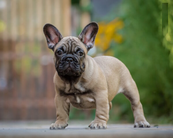 Ronnie French Bulldog Ronnie French Bulldog