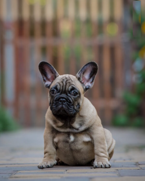 Ronnie French Bulldog Ronnie French Bulldog