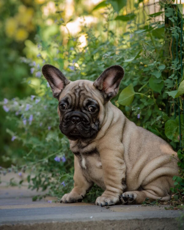 Ronnie French Bulldog Ronnie French Bulldog