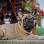 Ronnie-male-french-bulldog-puppy-for-sale-1 (5)