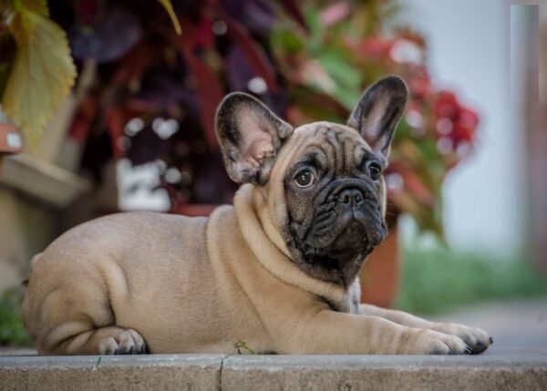 Ronnie French Bulldog Ronnie French Bulldog