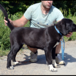 SABINA-female-Central-Asian-Shepherd-Dog-puppy-for-sale-1