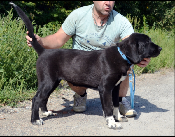 Sabina Central Asian Shepherd Dog Sabina Central Asian Shepherd Dog