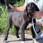 SABINA-female-Central-Asian-Shepherd-Dog-puppy-for-sale-2