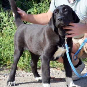 Sabina Central Asian Shepherd Dog Sabina Central Asian Shepherd Dog