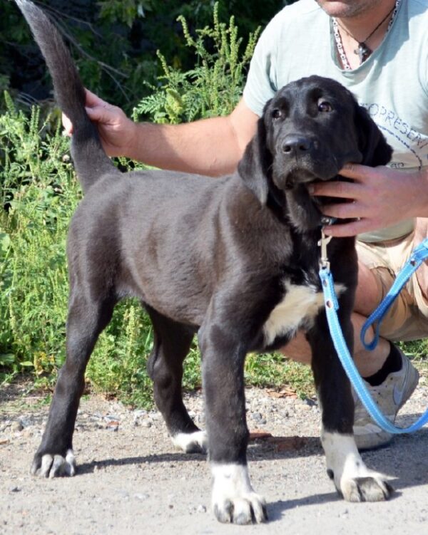 Sabina Central Asian Shepherd Dog Sabina Central Asian Shepherd Dog