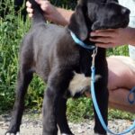 SABINA-female-Central-Asian-Shepherd-Dog-puppy-for-sale-3
