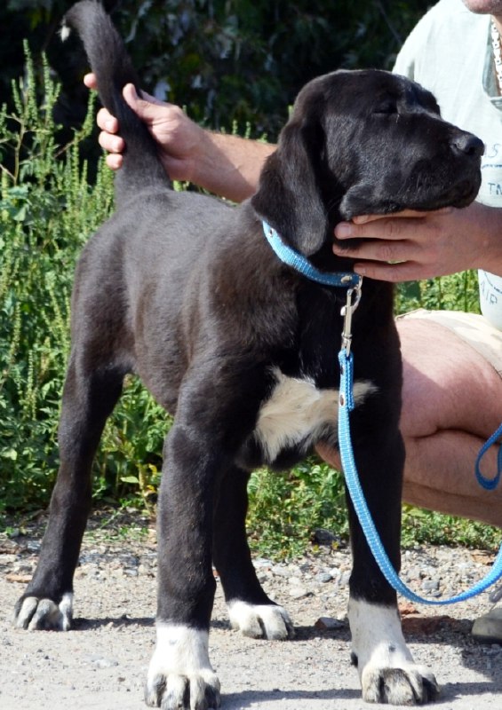 Sabina Central Asian Shepherd Dog Sabina Central Asian Shepherd Dog