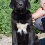 SABINA-female-Central-Asian-Shepherd-Dog-puppy-for-sale-4