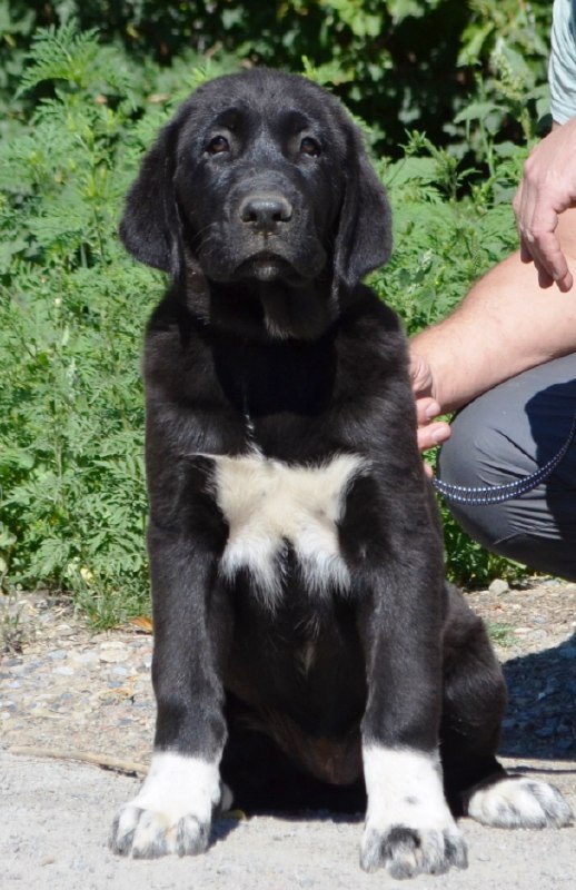 Sabina Central Asian Shepherd Dog Sabina Central Asian Shepherd Dog
