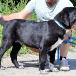 SARDAR-male-Central-Asian-Shepherd-Dog-puppy-for-sale-1