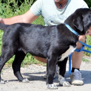 Sardar Central Asian Shepherd Dog