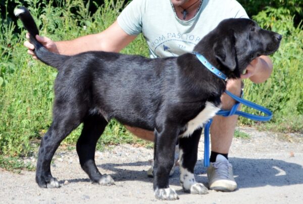 Sardar Central Asian Shepherd Dog Sardar Central Asian Shepherd Dog