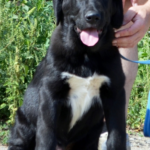 SARDAR-male-Central-Asian-Shepherd-Dog-puppy-for-sale-2