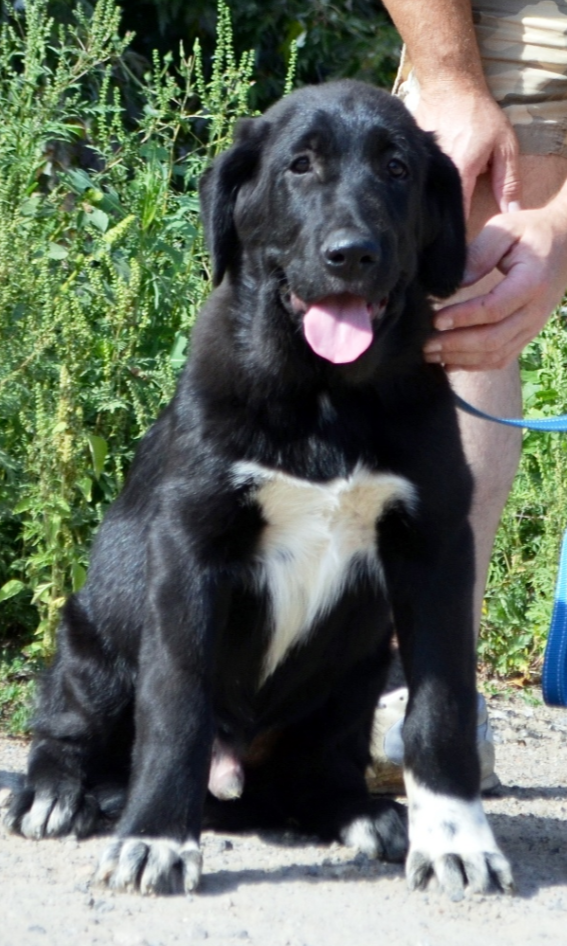 Sardar Central Asian Shepherd Dog Sardar Central Asian Shepherd Dog