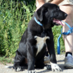 SARDAR-male-Central-Asian-Shepherd-Dog-puppy-for-sale-3