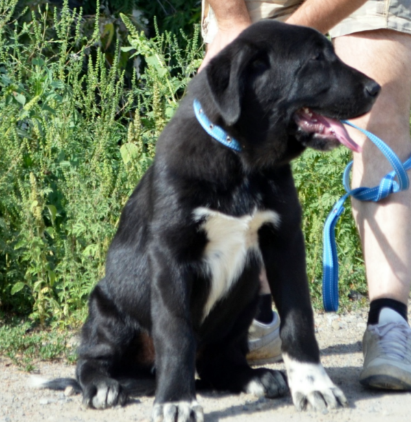 Sardar Central Asian Shepherd Dog Sardar Central Asian Shepherd Dog