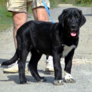 Sardar Central Asian Shepherd Dog