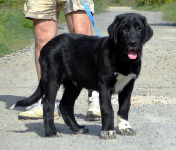 Sardar Central Asian Shepherd Dog Sardar Central Asian Shepherd Dog