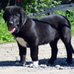 SARDAR-male-Central-Asian-Shepherd-Dog-puppy-for-sale-5