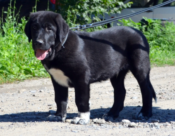 Sardar Central Asian Shepherd Dog Sardar Central Asian Shepherd Dog