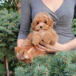 Sacco-female-Pomapoo-puppy-for-sale-1 (2)