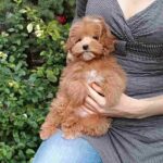 Sacco-female-Pomapoo-puppy-for-sale-1 (3)
