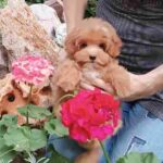 Sacco-female-Pomapoo-puppy-for-sale-1 (4)