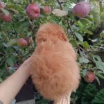 Sacco-female-Pomapoo-puppy-for-sale-1 (5)