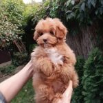 Sacco-female-Pomapoo-puppy-for-sale-1 (6)