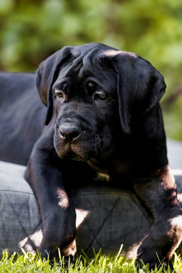 Safari Cane Corso Safari Cane Corso