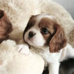 Salome-female-Cavalier-King-Charles-Spaniel-puppy-for-sale-1 (1)