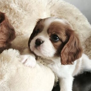 Salome Cavalier King Charles Spaniel