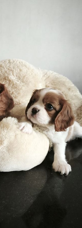 Salome Cavalier King Charles Spaniel Salome Cavalier King Charles Spaniel